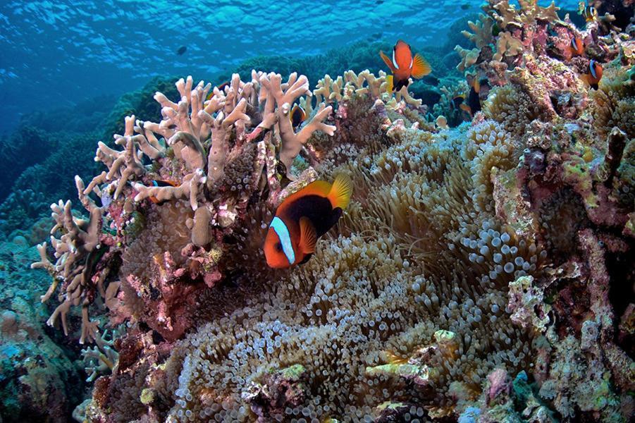 Guesthouse The 4 Fish Manado Dış mekan fotoğraf
