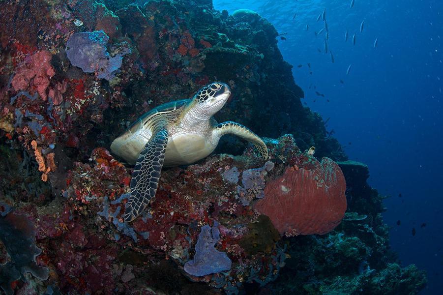 Guesthouse The 4 Fish Manado Dış mekan fotoğraf