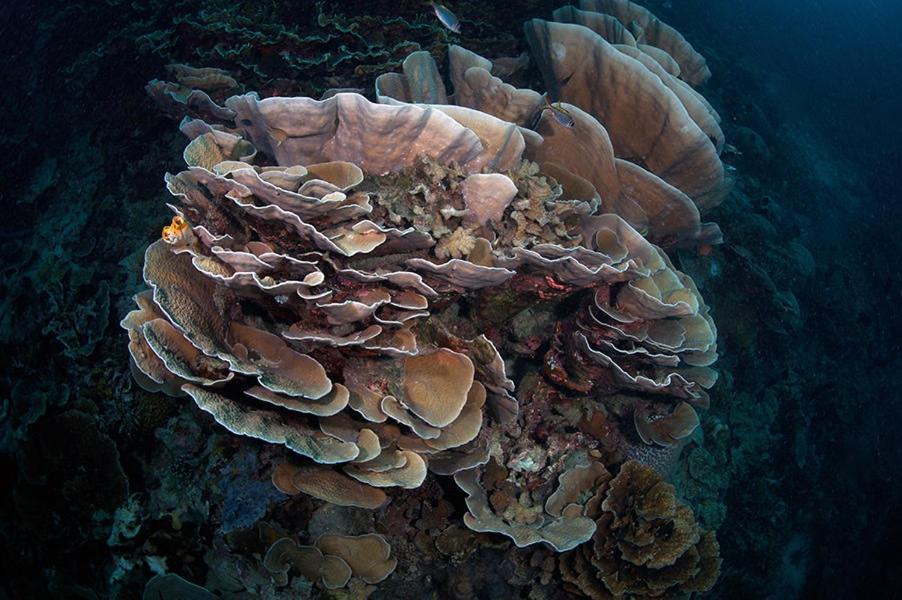 Guesthouse The 4 Fish Manado Dış mekan fotoğraf